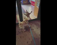 Guy walking his dog comes across aggressive bodega cat in store