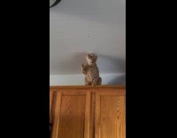 Cat trying to reach bug on ceiling 