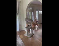 Cat slowly climbs down the cat tower