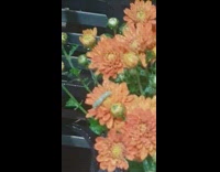 Caterpillar dance on orange flowers watered by filmer