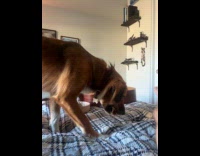 Dog hides the bone under the owner