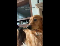 Collab Clips mpugc - Brown dog pulling on black hair scrunchie