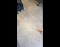 Dog gets excited about a bone 