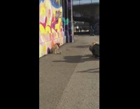 Dog poses in front of grafiti