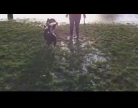 black dog shaking off water in slow motion 