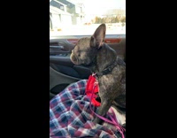 Collab KaleSaladIG - Gray bulldog falls asleep in car to music