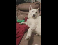 White dog moves closer to shake hand
