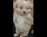 Chubby brown puppy dog lays back tongue 