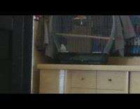 White bird inside cage on wood dresser 