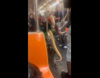 Man sheds off snake skin on train
