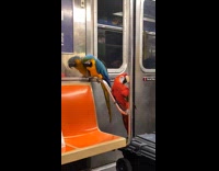 Pet parrots first train ride for 2025