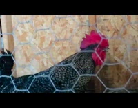 Rooster inside cage sneezes in high pitch