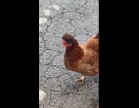 Brown chicken thick hair feathers on head