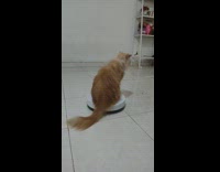 Cat Sits Still on Robot Vacuum Cleaner