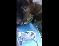 Goats try to pull book about goats