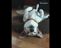 brown dog laying upside down  in dog bed