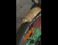 Snake head and skin on bike mudguard