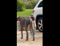 Kid walking great dane 