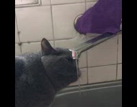 Grey cat drinks kitchen sink faucet water 