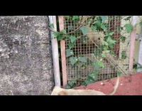 Two Dogs Sniff Dead Rat with Bugs 