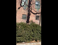 Hawk stuck and fall into plant bush