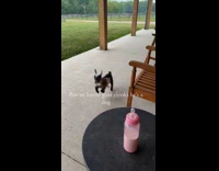 Baby goat chases dogs