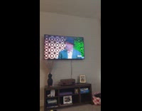 Chonky cat sitting while watching tv