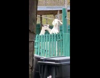 Goat rub head horns on wire backyard