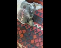 Pitbull gets a belly rub from owner and smiles at the camera