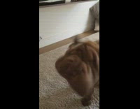 Slow motion dog fat folds shake off