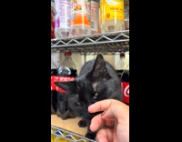 Cat swats hand away