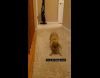 Rabbit Roams Eats and Stares inside House