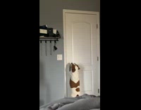 Pet dog reaches and opens the door inside the room