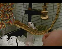 Grey hamster fall from wood bridge cage