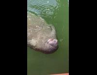 Manatee under boat swimming drinking water off boat 