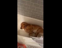 Collab Clips MPUGC - Dog loves sleeping in the bathtub