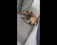 DUPLICATE Brown dog plays and bites tail 