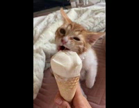 Orange kitten licks ice cream 