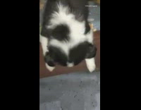 Dog sleeps with head hanging off bed 