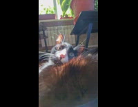 Low angle camera goes up to cats face 