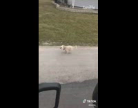 Small white dog outruns car super speed 