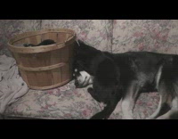 Black cat lick dog ear wooden basket