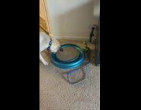 Pug dog plays with blue cat toy 