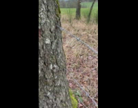 Barbed wire inside the grown tree log