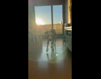 Dalmatian dog walk towards camera cover sunlight