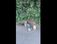 Collab DailyDoseOfInternet - Small dog do handstand pee on shrubs