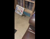 Wild crab slowly hides behind the whiteboard