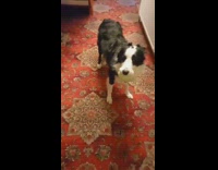 Dog with a ball on its mouth wants to play
