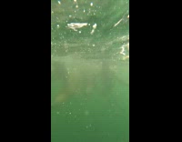 Sea Lions Wail as Man Swims Away