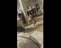 Puppy doesnt understand roll over and jumps around 